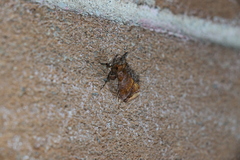 Pseudeva purpurigera