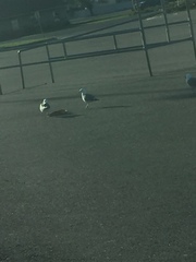 Larus
