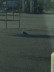 Larus