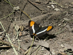 Adelpha syma