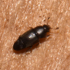 Carpophilus brachypterus