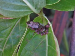 Antiteuchus tripterus