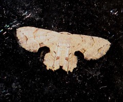 Dysaethria oriocharis