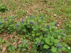Ajuga incisa