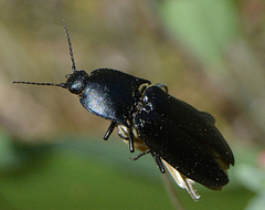 Melanactes densus