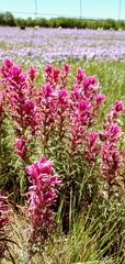 Castilleja purpurea