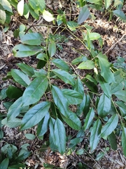 Itea chinensis
