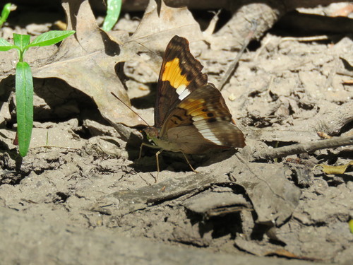 Turquoise Emperor photo 3