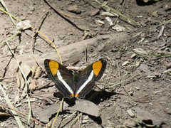 Adelpha syma