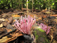 Clavaria schaefferi