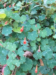 Tropaeolum tuberosum