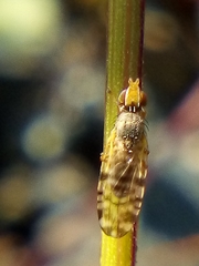 Campiglossa sororcula