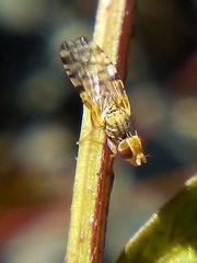 Campiglossa sororcula