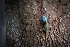 Acanthocercus atricollis