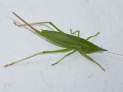 Pseudorhynchus mimeticus