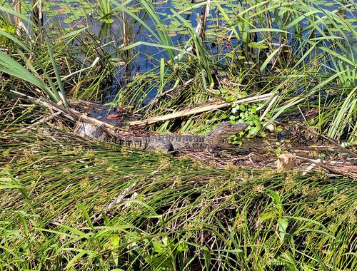 American Alligator photographed in Oklahoma