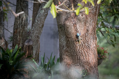 Acanthocercus atricollis