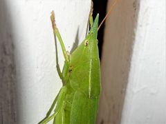 Pseudorhynchus mimeticus