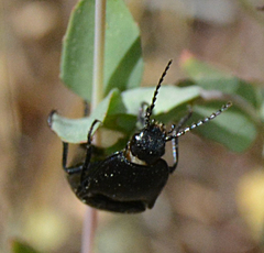 Melanactes densus