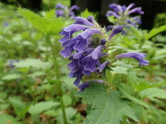 Ajuga incisa