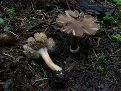 Inocybe praecox