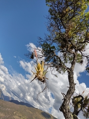 Tillandsia walteri