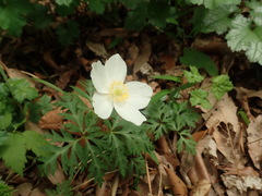 Anemonoides nikoensis