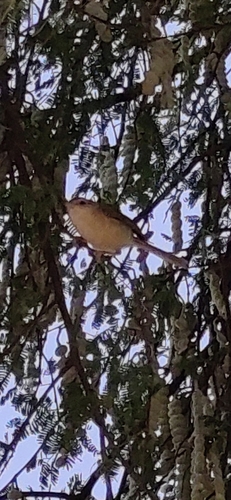 Plain Prinia