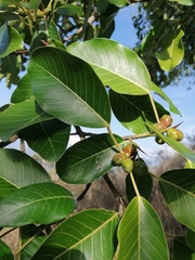 Ficus pertusa