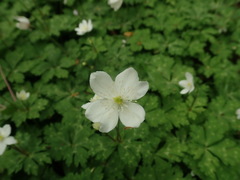 Anemonastrum flaccidum