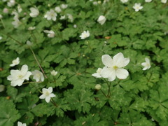 Anemonastrum flaccidum