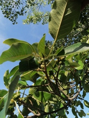 Ficus pertusa