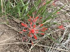 Castilleja scabrida