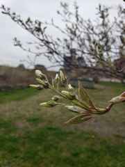 Amelanchier arborea