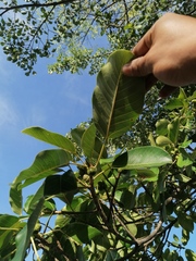 Ficus pertusa