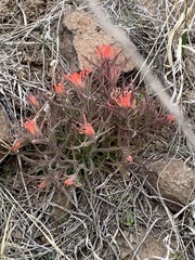 Castilleja scabrida