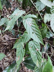 Rubus swinhoei