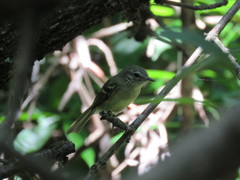 Phylloscartes ventralis