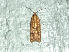 Sparganothis sulfureana