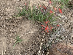 Castilleja scabrida