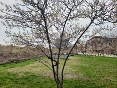 Amelanchier arborea