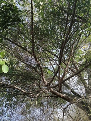 Ficus pertusa