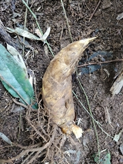 Phyllostachys edulis