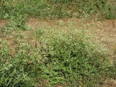 Parthenium hysterophorus image