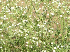 Parthenium hysterophorus image