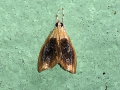 Glaphyria fulminalis