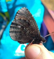 Erebia discoidalis