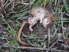 Muscardinus avellanarius