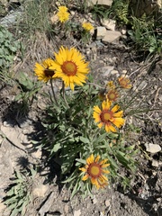Gaillardia aristata