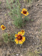 Gaillardia aristata